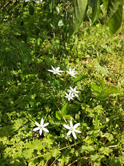 Ornithogalum umbellatum