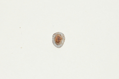 Siphonaria japonica