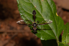 Salpingogaster nigra