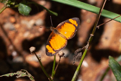 Papilionoidea