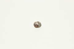 Littorina brevicula