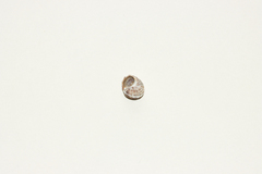 Littorina brevicula