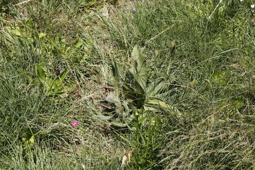 Image of Hypoxis costata by (c) Tony Rebelo, some rights reserved (CC BY-SA)