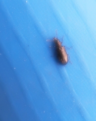 Rabocerus