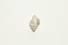 Ceratostoma rorifluum