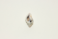 Ceratostoma rorifluum