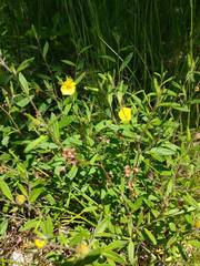 Crocanthemum canadense