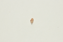Mitrella bicincta