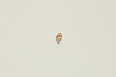 Mitrella bicincta