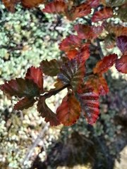 Nothofagus