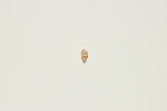 Mitrella bicincta