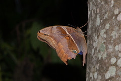 Eryphanis