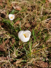 Crocus vernus