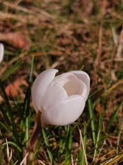 Crocus vernus