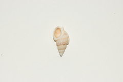 Nassarius variciferus