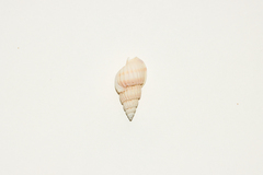 Nassarius variciferus