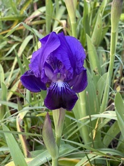 Iris