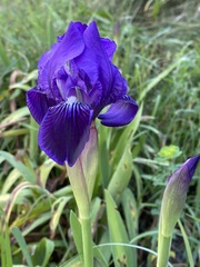 Iris