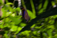 Eryphanis