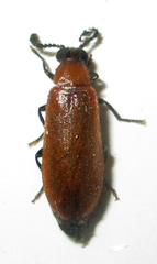 Physciolagria singularicornis