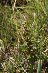 Disperis cardiophora