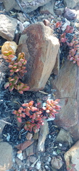 Crassula clavata