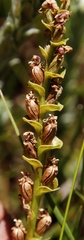 Disperis cardiophora