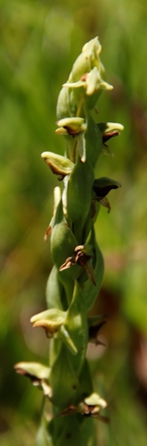 Image of Habenaria laevigata by (c) Tony Rebelo, some rights reserved (CC BY-SA)