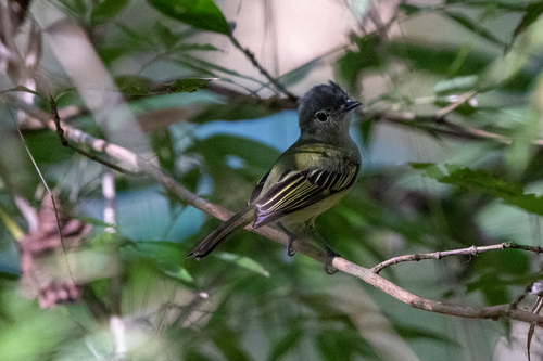 Yellow-winged Flatbill (Tolmomyias flavotectus), photo 10