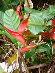 Heliconia stricta