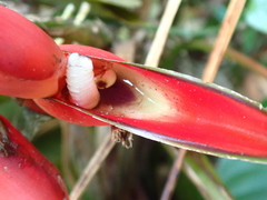 Heliconia stricta