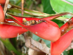 Heliconia stricta