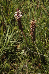 Satyrium cristatum cristatum