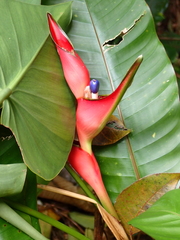 Heliconia stricta