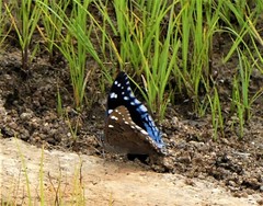 Charaxes guderiana guderiana