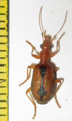 Drypta distincta