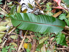 Heliconia stricta