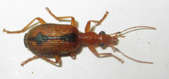 Drypta distincta