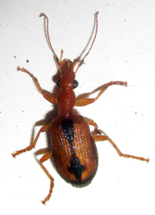 Drypta distincta