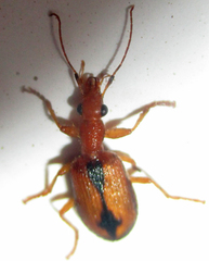 Drypta distincta