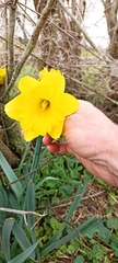 Narcisseae
