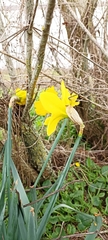 Narcisseae