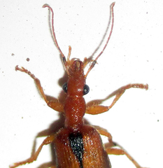 Drypta distincta