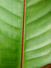 Heliconia stricta