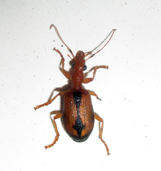Drypta distincta