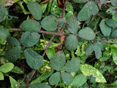 Rubus newbouldii