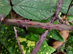 Rubus newbouldii