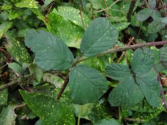Rubus newbouldii