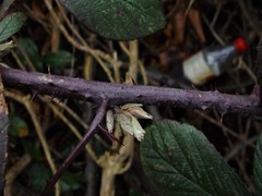 Rubus newbouldii