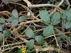 Rubus newbouldii